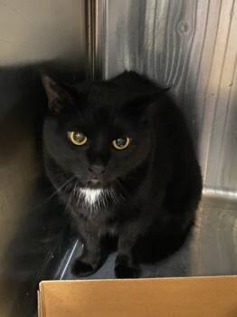 Rescue American Shorthair and Domestic Short Hair Cats for Adoption in West Chester, Pennsylvania - Georgia | PetCurious