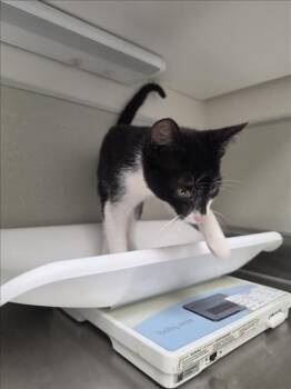 BRIOCHE -  Domestic Short Hair Cat for Adoption in Tracy, California - BRIOCHE | PetCurious