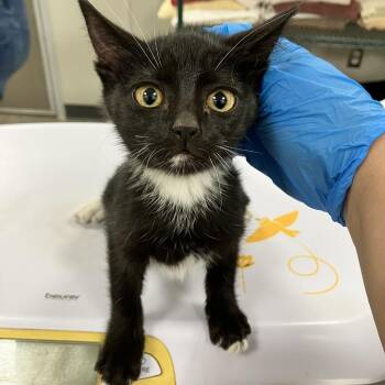 107934 -  Domestic Short Hair Cat for Adoption in Las Cruces, New Mexico - 107934 | PetCurious
