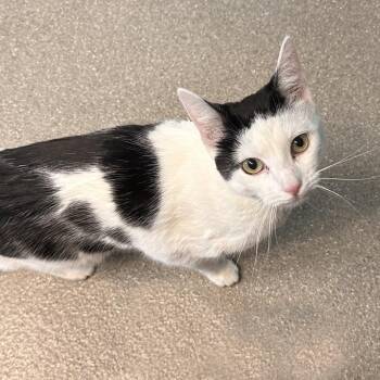 Pinky -  Domestic Short Hair Cat for Adoption in Hailey, Idaho - Pinky | PetCurious