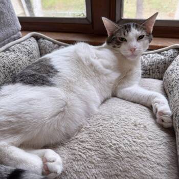 Bunny -  Domestic Short Hair Cat Available for Adoption in West Orange, New Jersey - Bunny | PetCurious