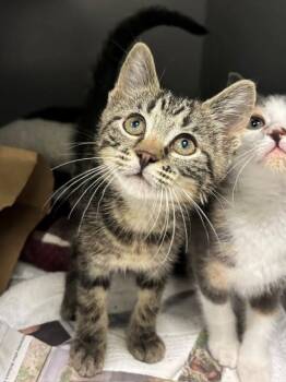 HONEYBUN -  Domestic Short Hair Cat for Adoption in Leesburg, Virginia - HONEYBUN | PetCurious