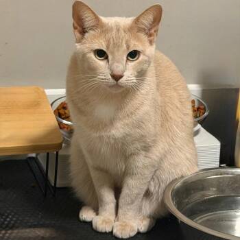Freida -  Domestic Short Hair Cat for Adoption in Huntsville, Alabama - Freida | PetCurious
