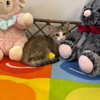 Domestic Short Hair Cats Available for Adoption - Vivian | PetCurious