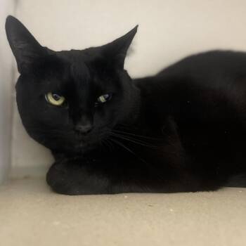 ATHIE -  Domestic Long Hair Cat for Adoption in Loveland, Colorado - ATHIE | PetCurious