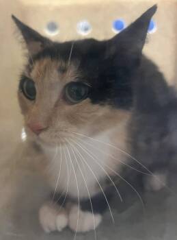 Deidre -  Domestic Short Hair Cat for Adoption in Raleigh, North Carolina - Deidre | PetCurious