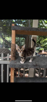 Rescue Domestic Short Hair Cats for Adoption in Davis, California - Bambi | PetCurious