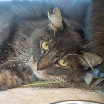 Luke -  Domestic Medium Hair Cat for Adoption in Asheville, North Carolina - Luke | PetCurious