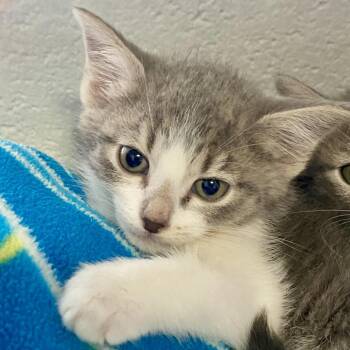 Moira "Missy" -  Domestic Short Hair Cat for Adoption in Huntsville, Alabama - Moira "Missy" | PetCurious