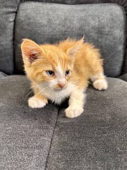 Heather Purr -  Domestic Short Hair Cat for Adoption in Midland, Michigan - Heather Purr | PetCurious