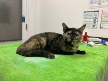 Pacman Frog -  Domestic Short Hair Cat for Adoption in Kansas City, Missouri - Pacman Frog | PetCurious