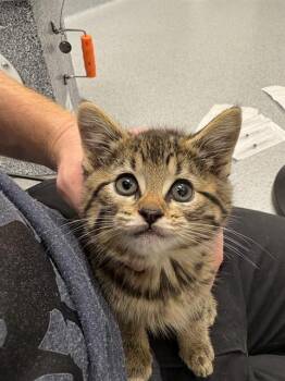 BEAR -  Domestic Short Hair Cat for Adoption in Indianapolis, Indiana - BEAR | PetCurious