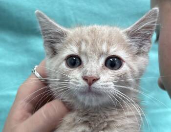 Chucky -  Domestic Short Hair Cat for Adoption in Columbus, Indiana - Chucky | PetCurious