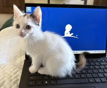 Domestic Short Hair Cats Available for Adoption - Roxy | PetCurious