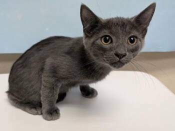 Randy Orton -  Domestic Short Hair Cat for Adoption in Woodbury, Minnesota - Randy Orton | PetCurious