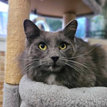 Domestic Long Hair Cats Available for Adoption - Cinder | PetCurious