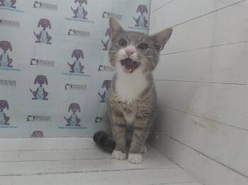 Domestic Short Hair Cats Available for Adoption - A591093 | PetCurious