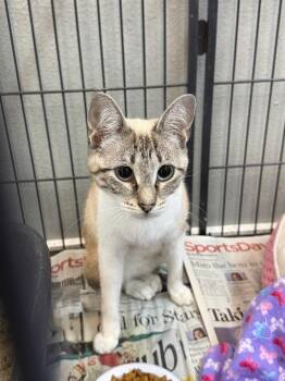 Siamese and Domestic Short Hair Cats Available for Adoption - Ginger | PetCurious