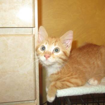 Bakke -  Domestic Short Hair Cat for Adoption in Rochester, Minnesota - Bakke | PetCurious