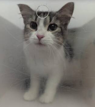 Autumn -  Domestic Medium Hair Cat for Adoption in Winnipeg, Manitoba - Autumn | PetCurious