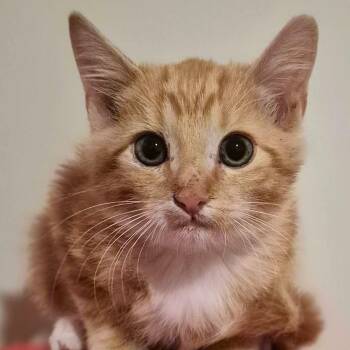 Fritos -  Tabby Cat for Adoption in Trophy Club, Texas - Fritos | PetCurious