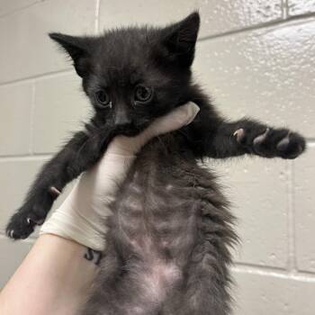 Jo Malone -  Domestic Short Hair Cat for Adoption in Reno, Nevada - Jo Malone | PetCurious