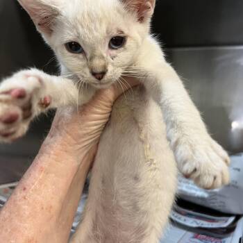 Snowball -  Domestic Short Hair and Siamese Cat for Adoption in Gainesville, Virginia - Snowball | PetCurious