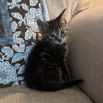 Dusty -  Domestic Short Hair Cat for Adoption in Bristol, Indiana - Dusty | PetCurious