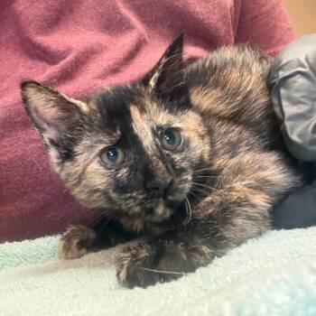 Lady - Butler campus! -  Domestic Short Hair Cat for Adoption in Flagstaff, Arizona - Lady - Butler Campus! | PetCurious