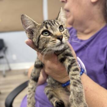 Grasshopper -  Domestic Short Hair Cat for Adoption in Waco, Texas - Grasshopper | PetCurious