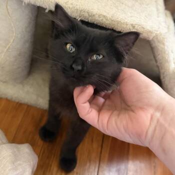 Domestic Medium Hair Cats Available for Adoption in Wichita, Kansas - Prax | PetCurious