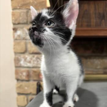 Domestic Short Hair Cats Available for Adoption in Park Row, Texas - Quail | PetCurious