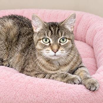 Brooks -  Domestic Short Hair and Tabby Cat for Adoption in Long Beach, Washington - Brooks | PetCurious