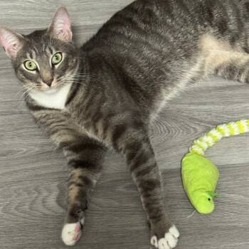 Rocky -  Domestic Short Hair Cat for Adoption in West Palm Beach, Florida - Rocky | PetCurious