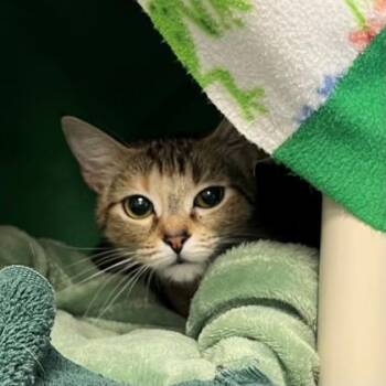 Domestic Short Hair Cats Available for Adoption - Princess | PetCurious