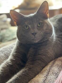 Rescue Domestic Short Hair Cats for Adoption in Mount Laurel Township, New Jersey - Jova TCC | PetCurious