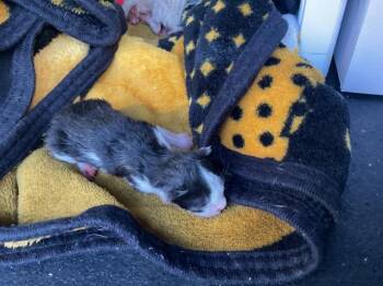 Rescue Domestic Short Hair Cats for Adoption in Ontario, California - ANGES- IN FOSTER | PetCurious