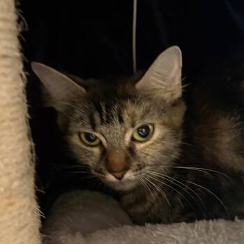 Truffle -  Domestic Medium Hair Cat for Adoption in Kennebunk, Maine - Truffle | PetCurious