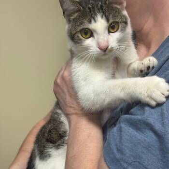 Domestic Short Hair Cats Available for Adoption - Gracie | PetCurious