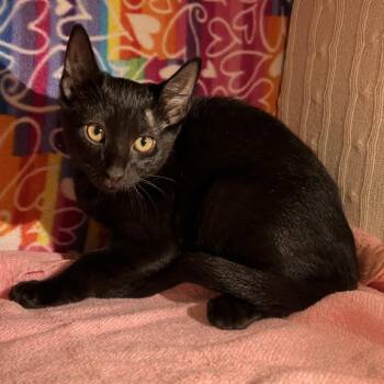 Ducky -  Domestic Short Hair Cat for Adoption - Ducky | PetCurious