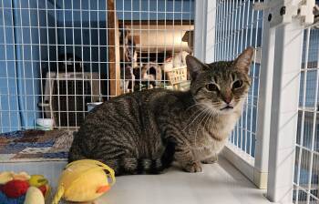 Domestic Short Hair Cats Available for Adoption in Claremont, New Hampshire - Electra | PetCurious