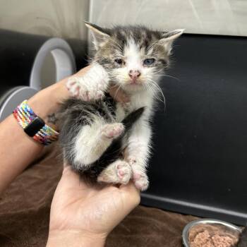 Domestic Short Hair Cats Available for Adoption in Morganton, North Carolina - Sesame | PetCurious