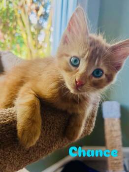 Chance -  Domestic Short Hair and Tabby Cat for Adoption in Norfolk, Virginia - Chance | PetCurious