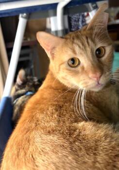 Mango -  Tabby Cat for Adoption in Hamilton, Ontario - Mango | PetCurious