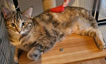 Domestic Short Hair Cats Available for Adoption in Milwaukee, Wisconsin - Kendra26 | PetCurious