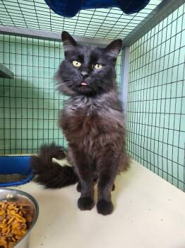 Domestic Long Hair Cats Available for Adoption in Crossville, Tennessee - Nevermore | PetCurious