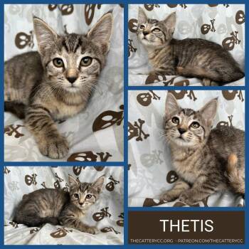 Thetis -  Domestic Short Hair Cat for Adoption in Corpus Christi, Texas - Thetis | PetCurious