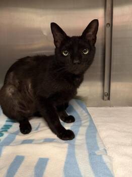 Count Scabula -  Domestic Short Hair Cat for Adoption in Richmond, Virginia - Count Scabula | PetCurious