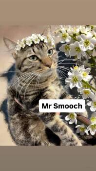 Domestic Short Hair Cats Available for Adoption in Walnut Creek, California - Mr Smooch At Martinez PFE  May 2nd | PetCurious