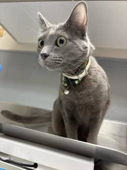 AVOCADO -  Domestic Short Hair Cat for Adoption in Las Vegas, Nevada - AVOCADO | PetCurious